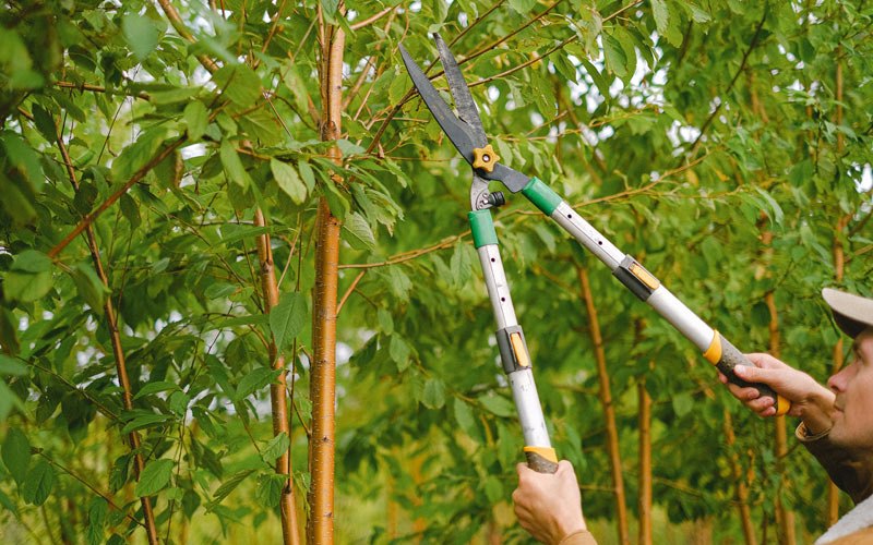 Tree trimming in Hutchinson, PA